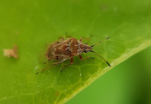 Réf. 216 427 : Kleidocerys sp.